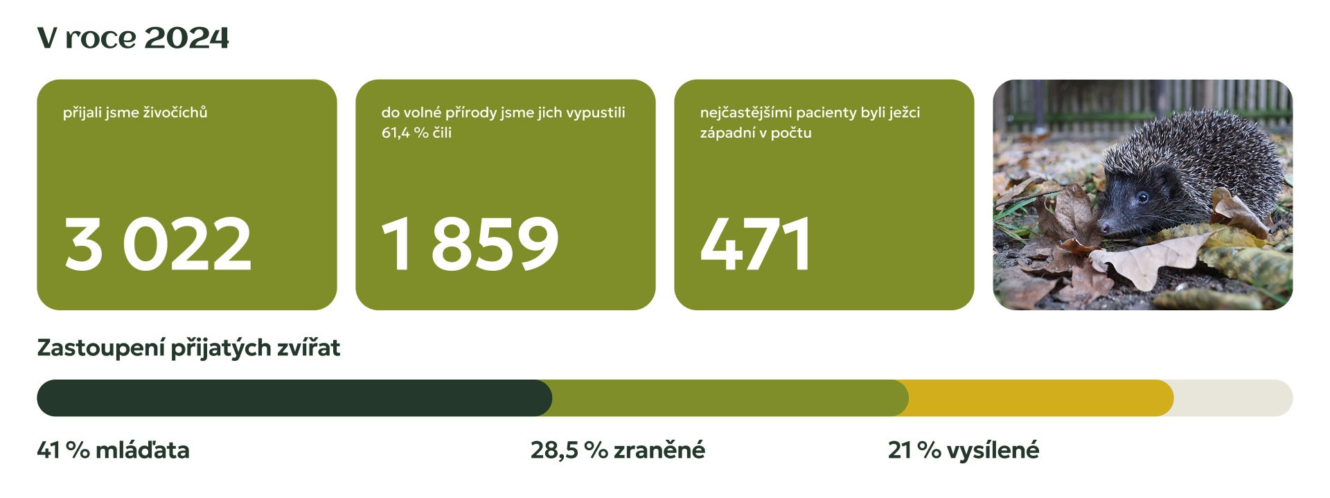 Screenshot from the Huslík website showing 2024 wildlife rescue statistics and a photograph of a hedgehog