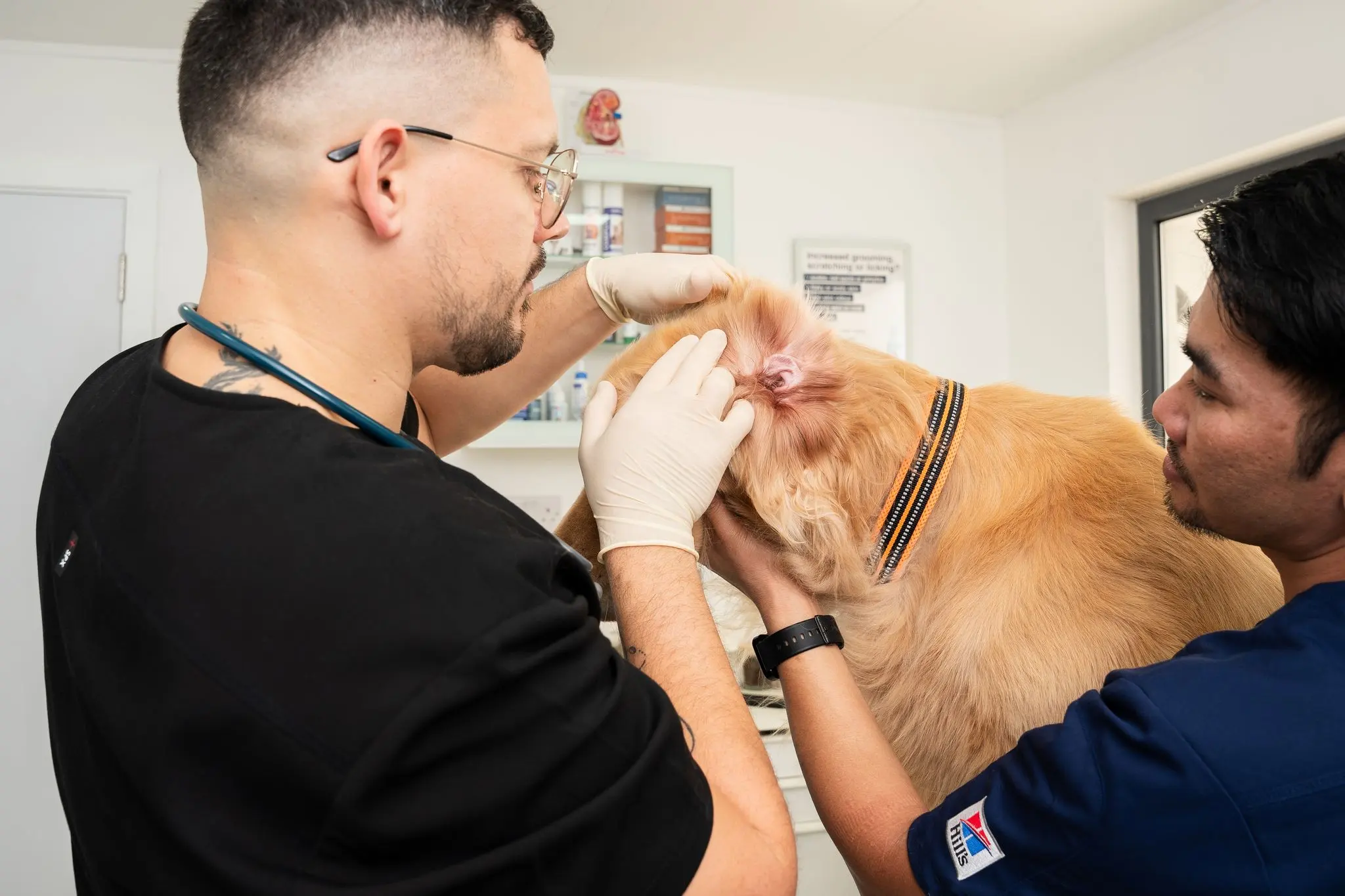 At Noble Veterinary Clinic, Dr. Rokas Proscevicius performs an ear check-up on a dog.