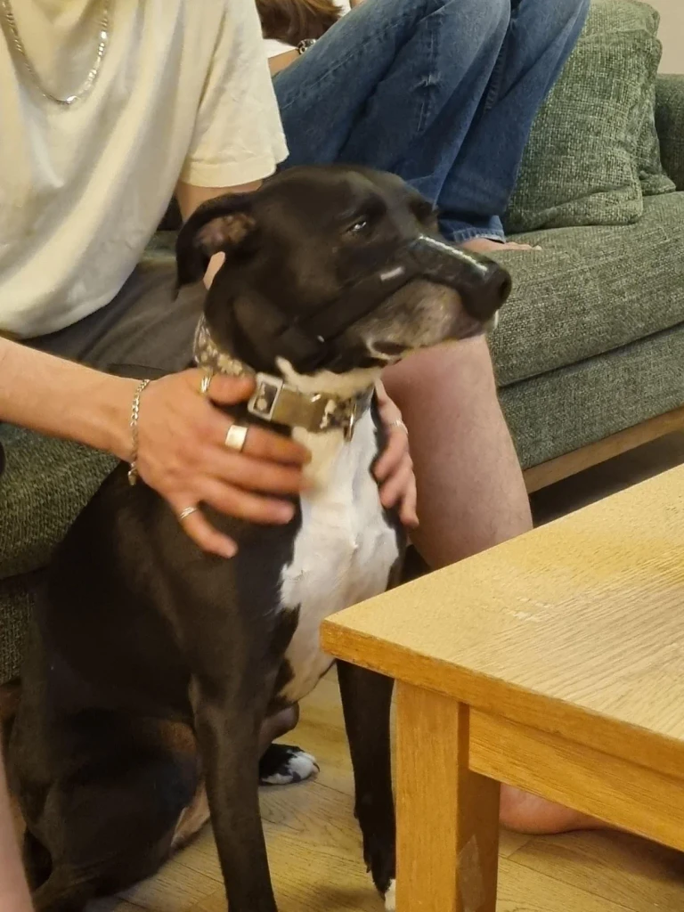 How I Designed and printed a Custom Nose Guard to Help My Dog with DLE 11 Billy is wearing a snoutcover iteration number 11