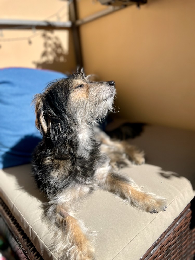 happy puppy portrait