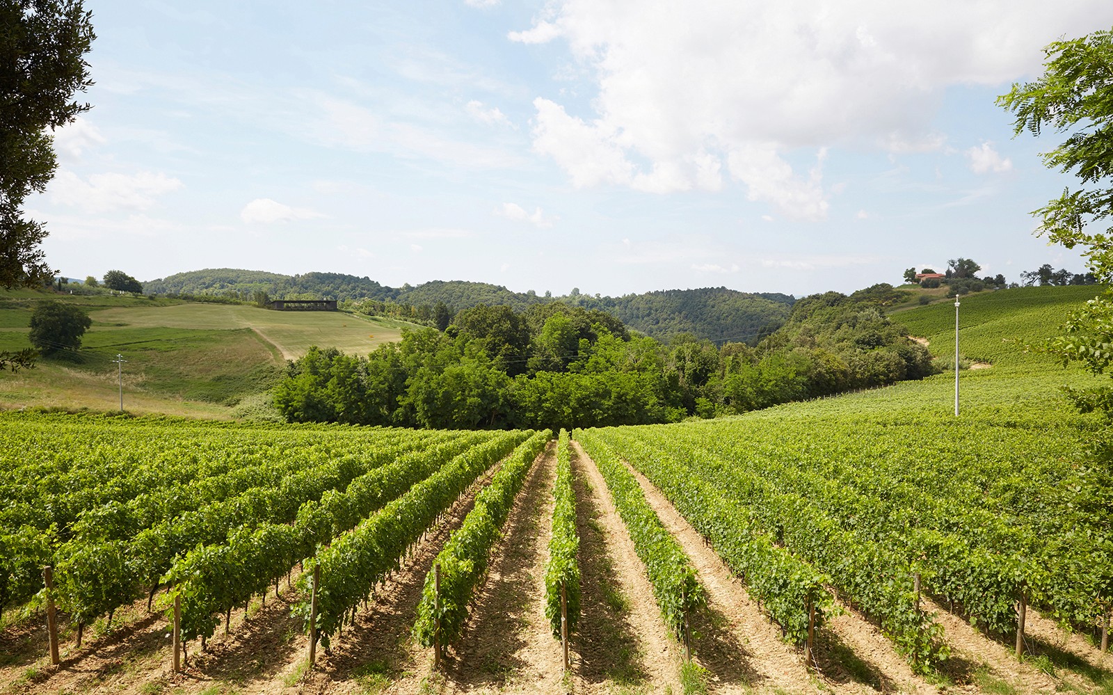托斯卡纳的葡萄园，连绵起伏的丘陵，是佛罗伦萨葡萄酒和橄榄油之旅的一部分。