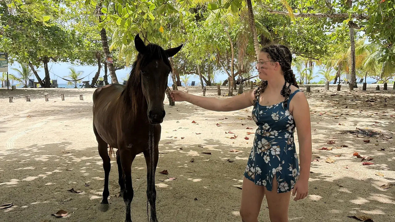A horse standing under the trees at Camp Bay, where animals wander freely on the beach.