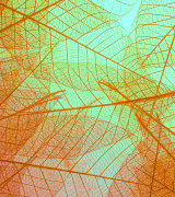 Podcast Thumbnail Image