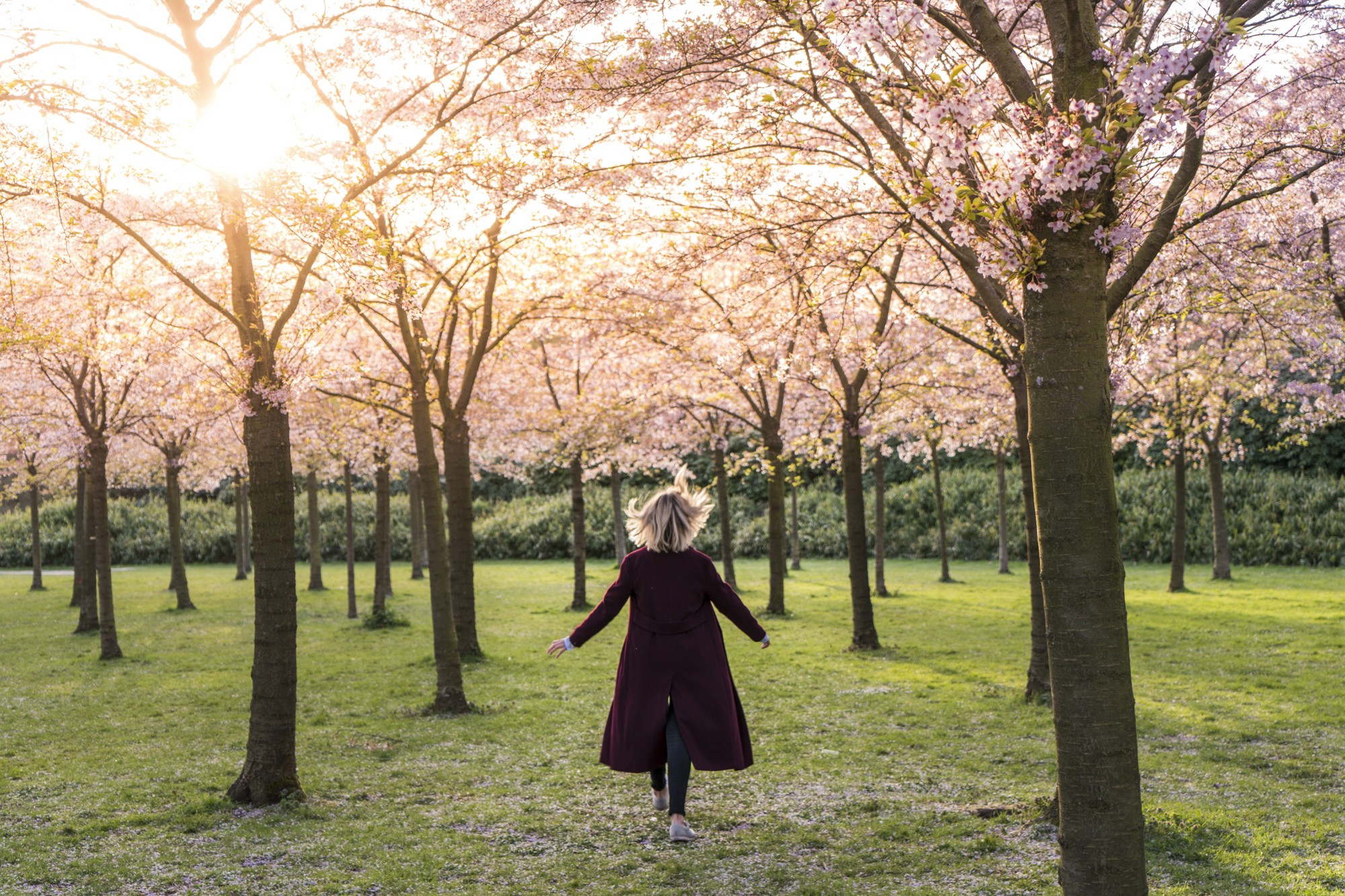 Cherry Blossom in Amsterdam