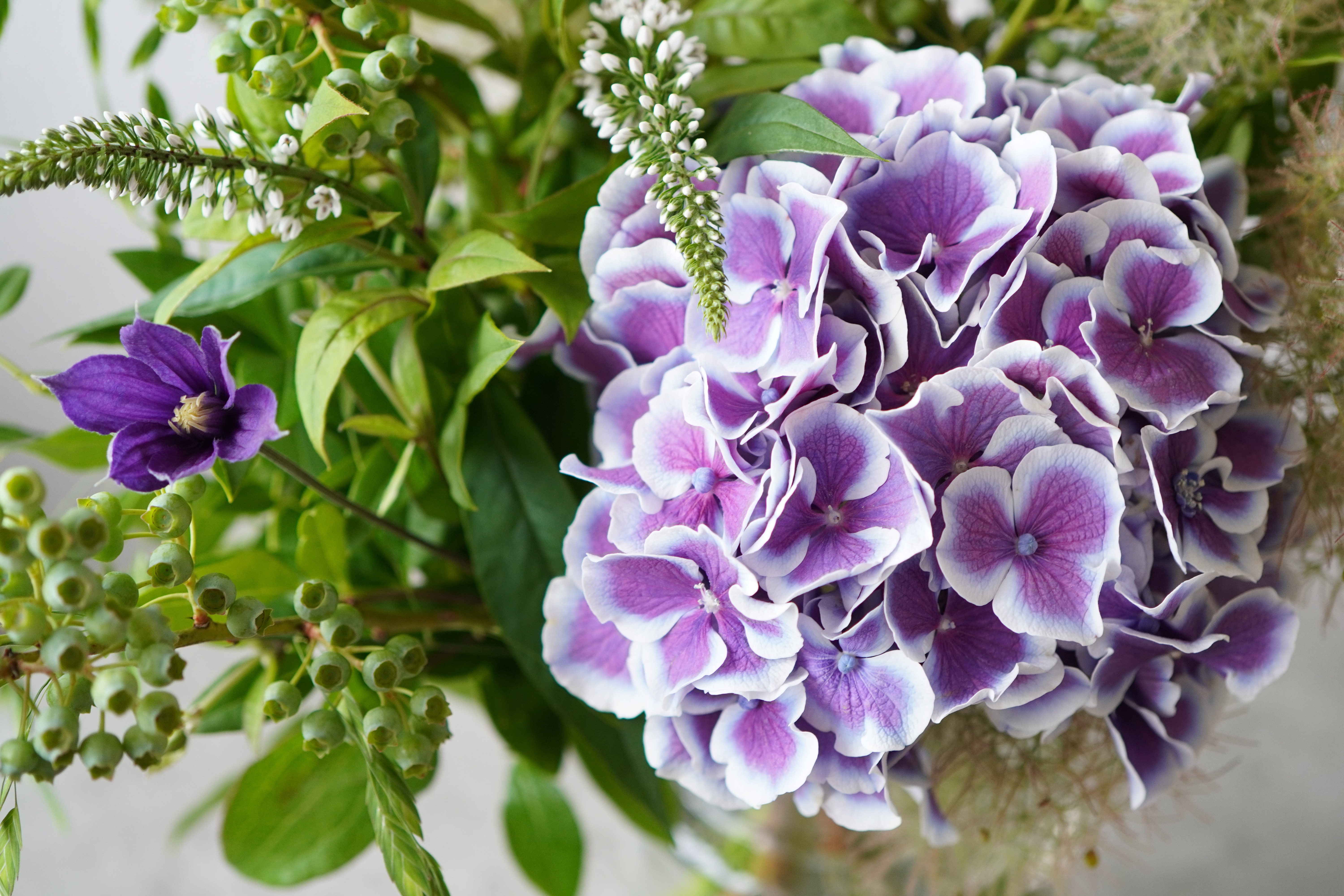 woman holding green leafed plant