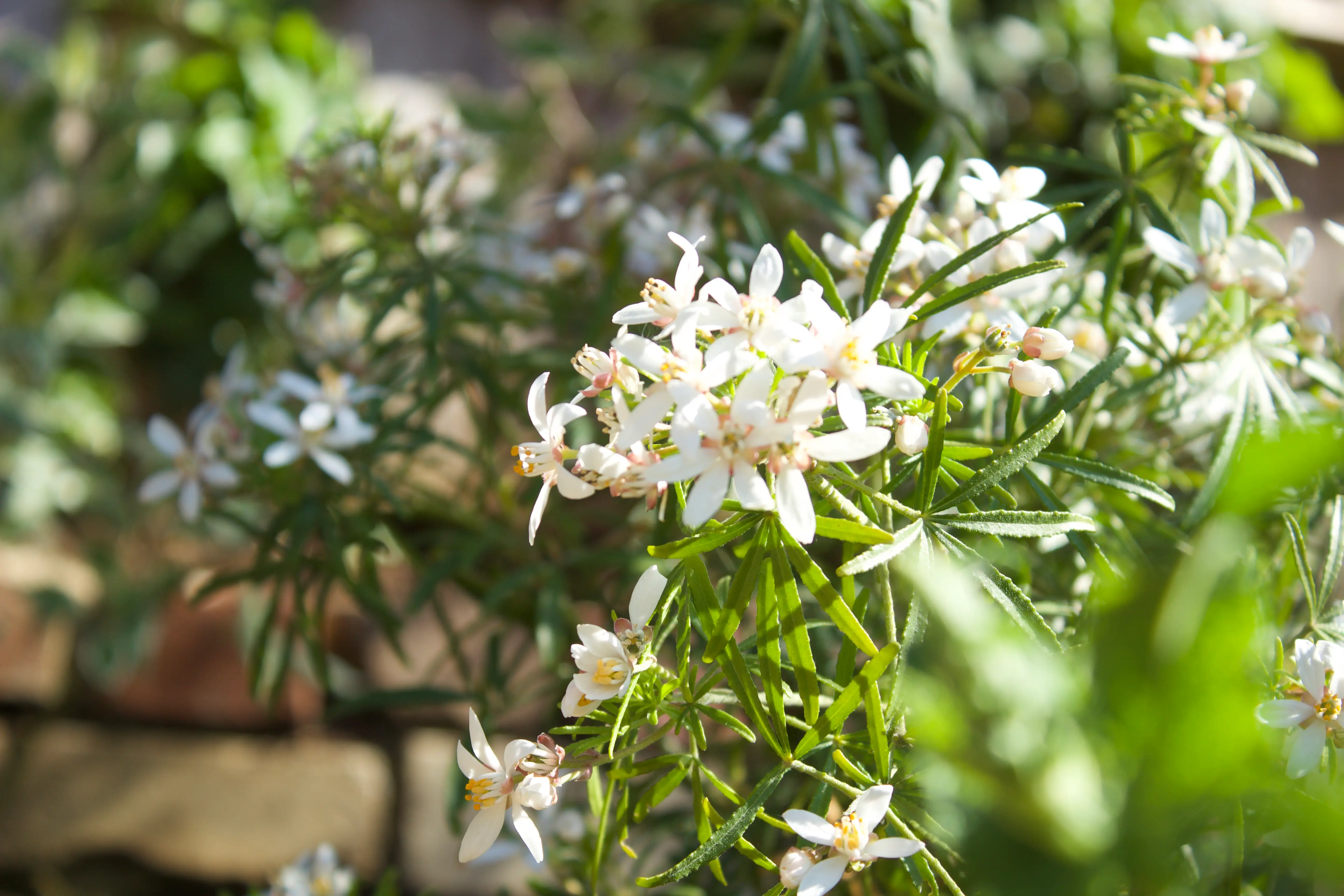 Delicate white flowers bloom among lush green foliage, creating a vibrant and serene natural setting.