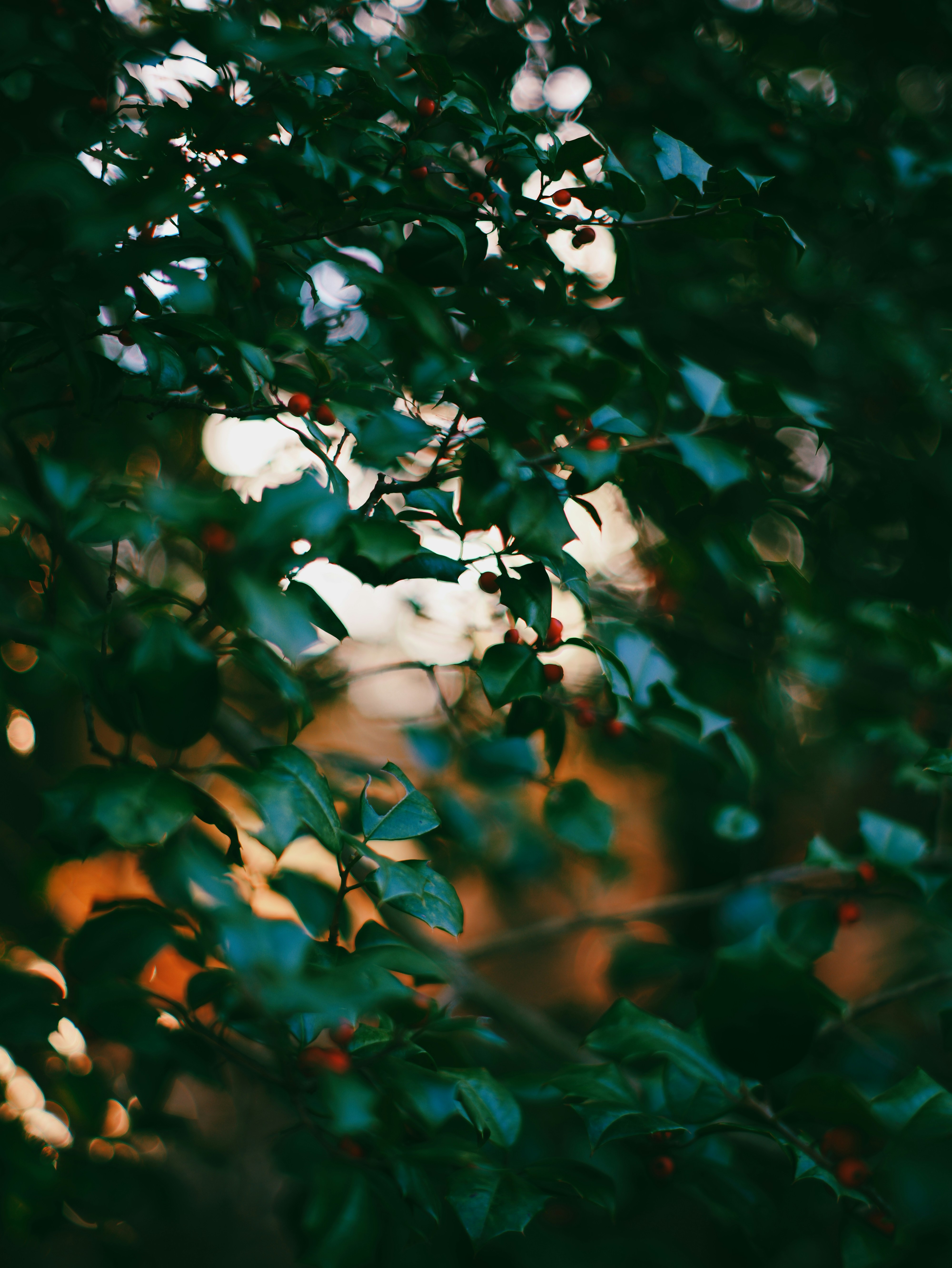 Dark green leaves with small red berries and sunlight.