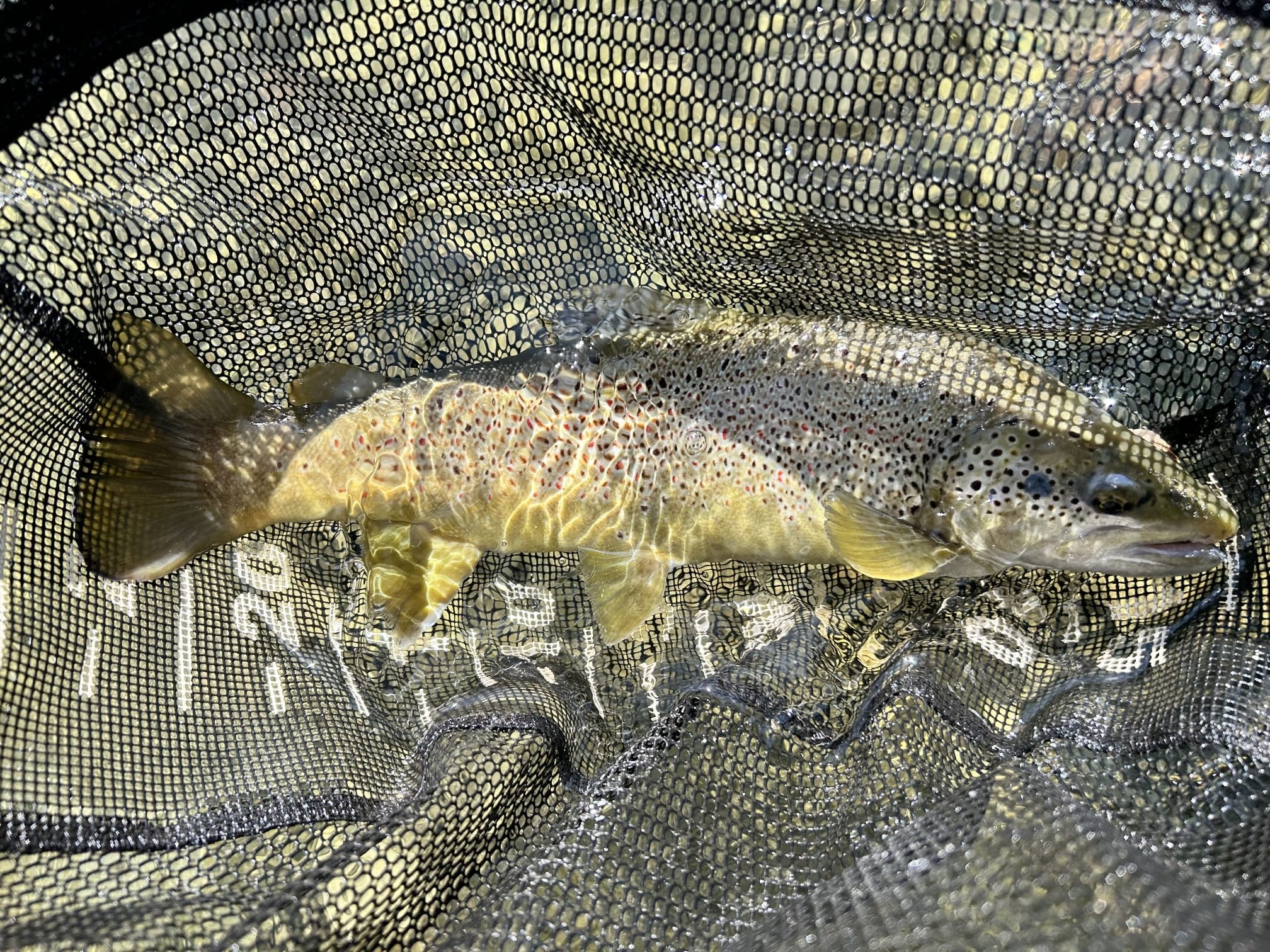 zebra trout fly fishing pyrenees
