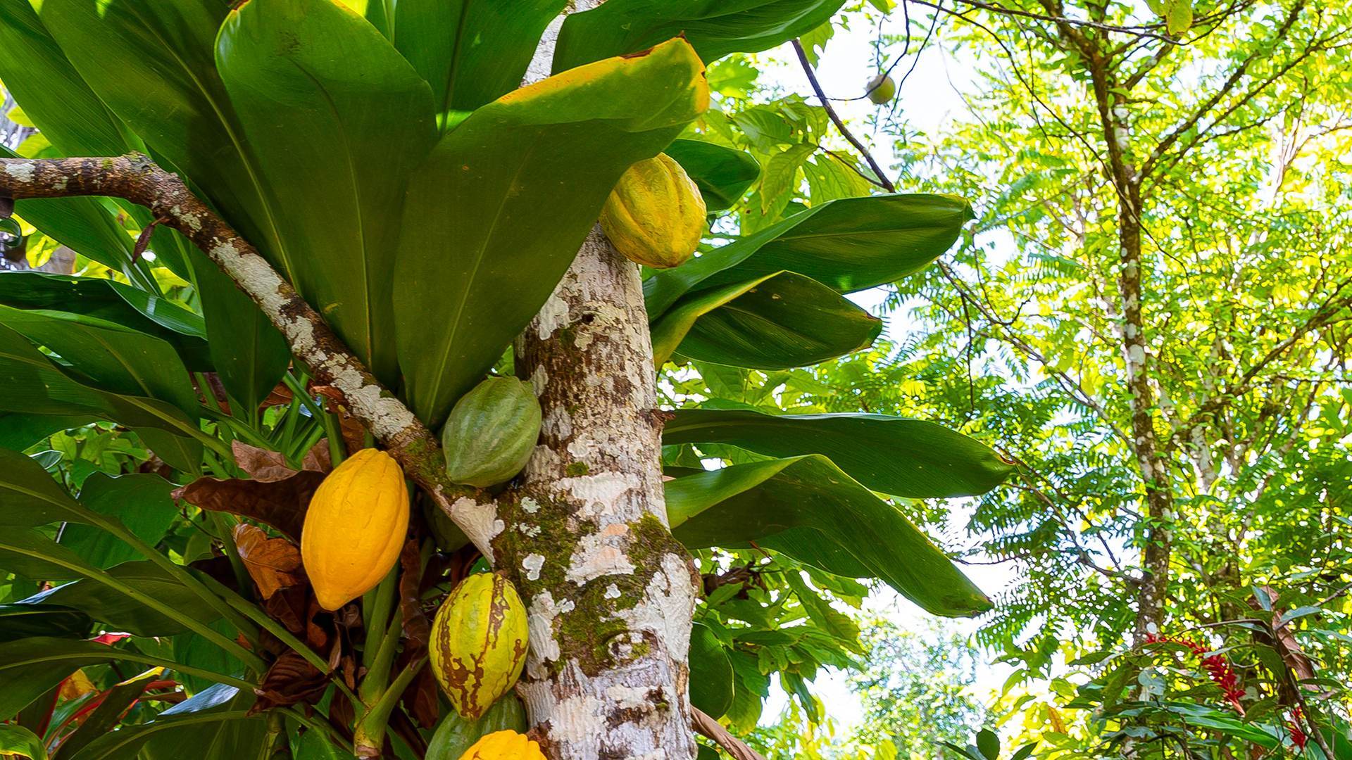 Yellow and green cacao pods growing on a cacao tree trunk in a sunny tropical jungle.