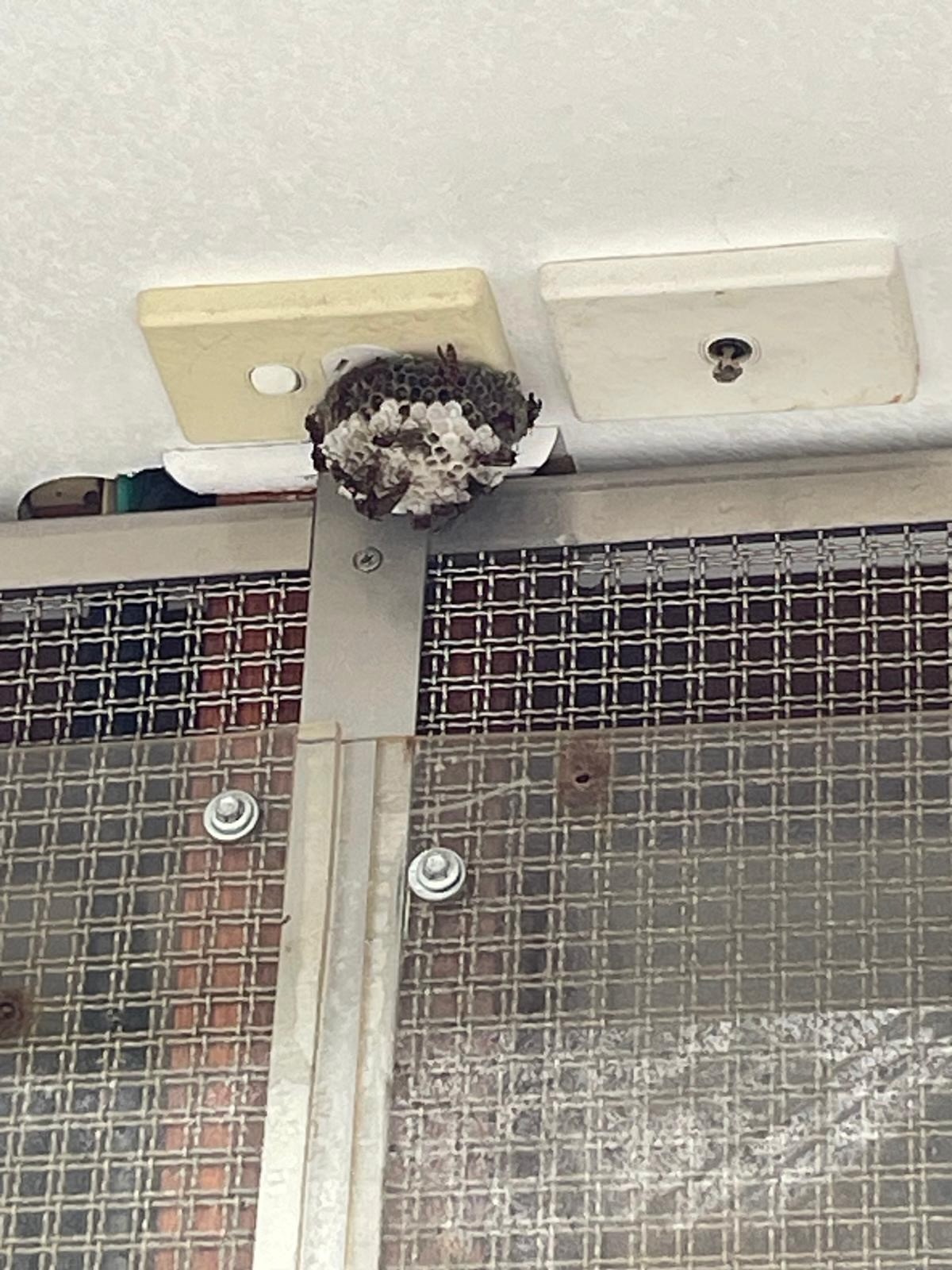 wasp nest formed outdoors on ceiling power point