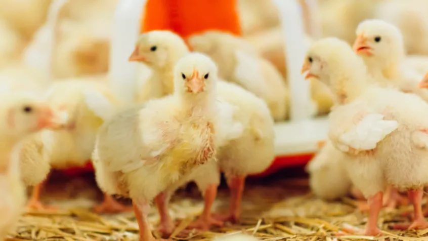 Chickens