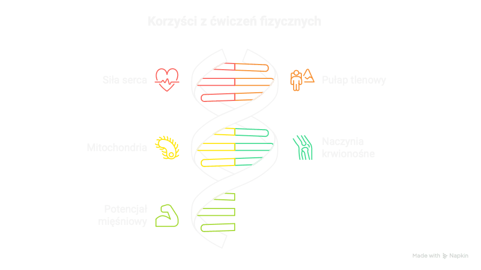 Korzyści z ćwiczeń fizycznych -grafika