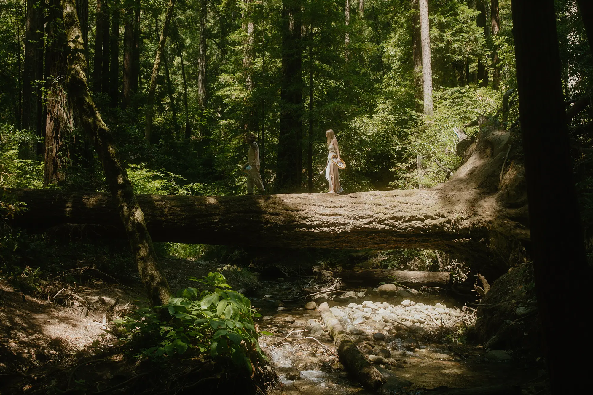 Woman in a white dress walking across a fallen log in a sunlit redwood forest