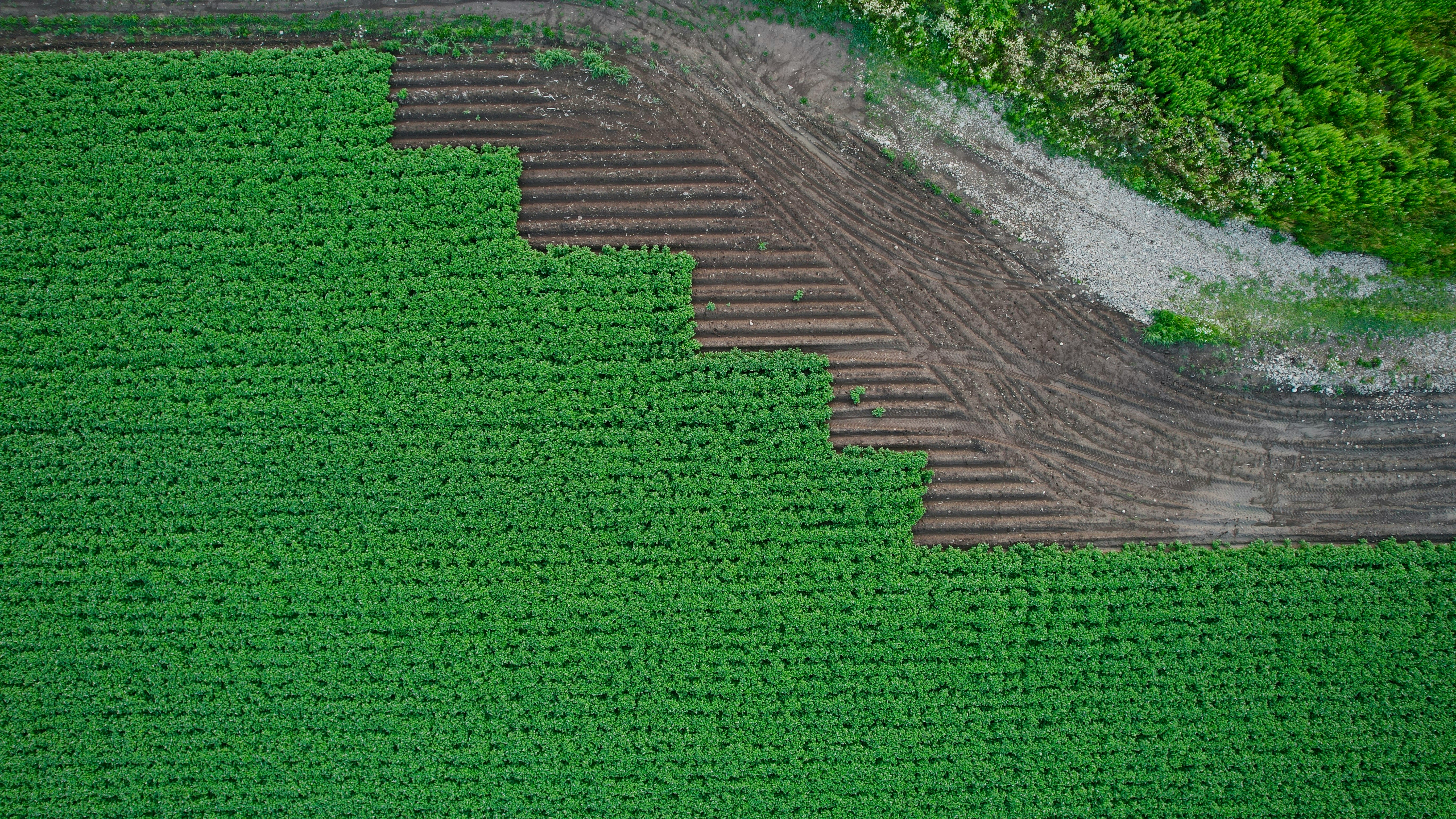 an aerial view of a farm field with rows of crops
