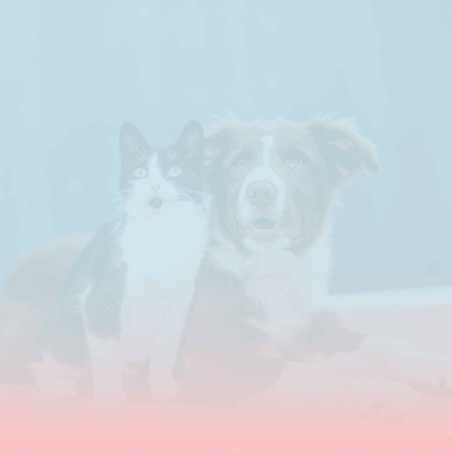 Pets Header