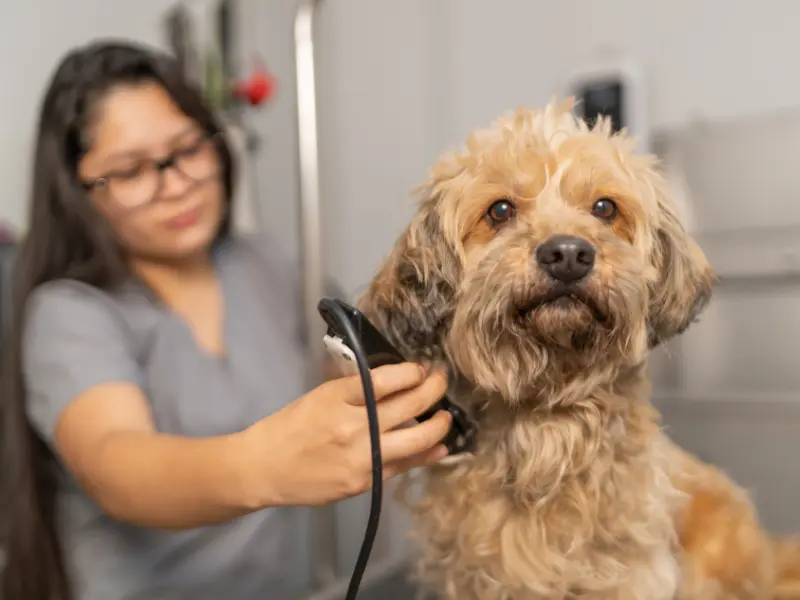 A groomer trimming a small dog's coat
