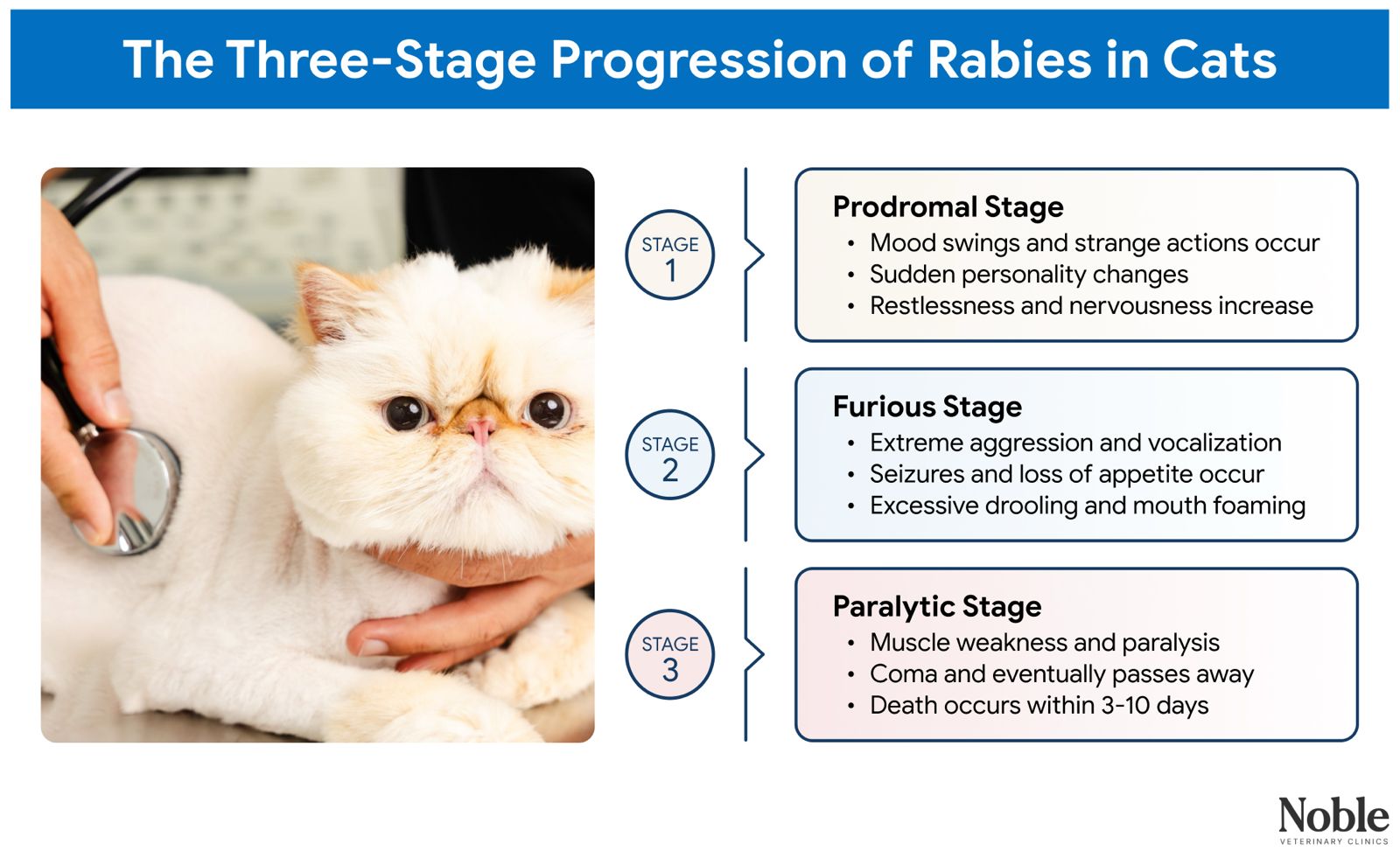 An infographic showing the progression of rabies in cats.