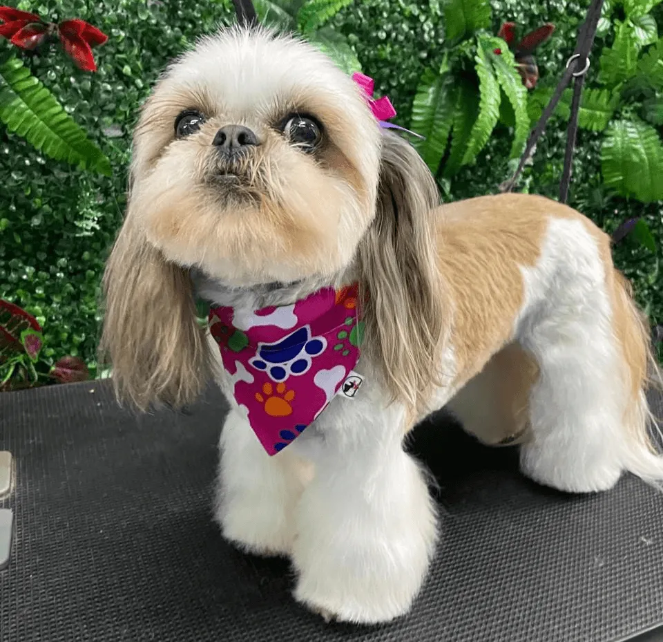 Perro Shih Tzu con un pañuelo rosa con huellas de perro, posando para la cámara. Peluquería canina.