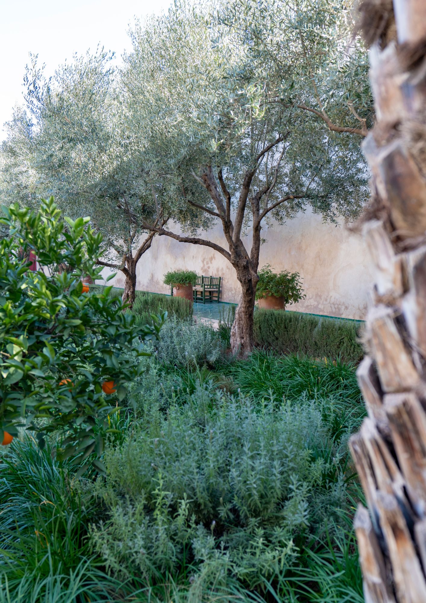 Plantas y diseños trending en jardinería