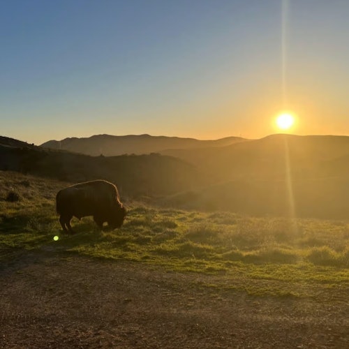 A bison grazes on a grassy hill at sunset, with rolling hills and a bright sun setting in the background.