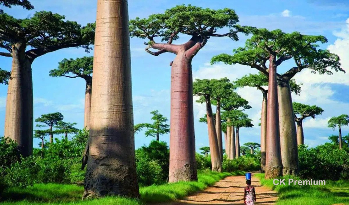 Baobab alej (Madagaskar)