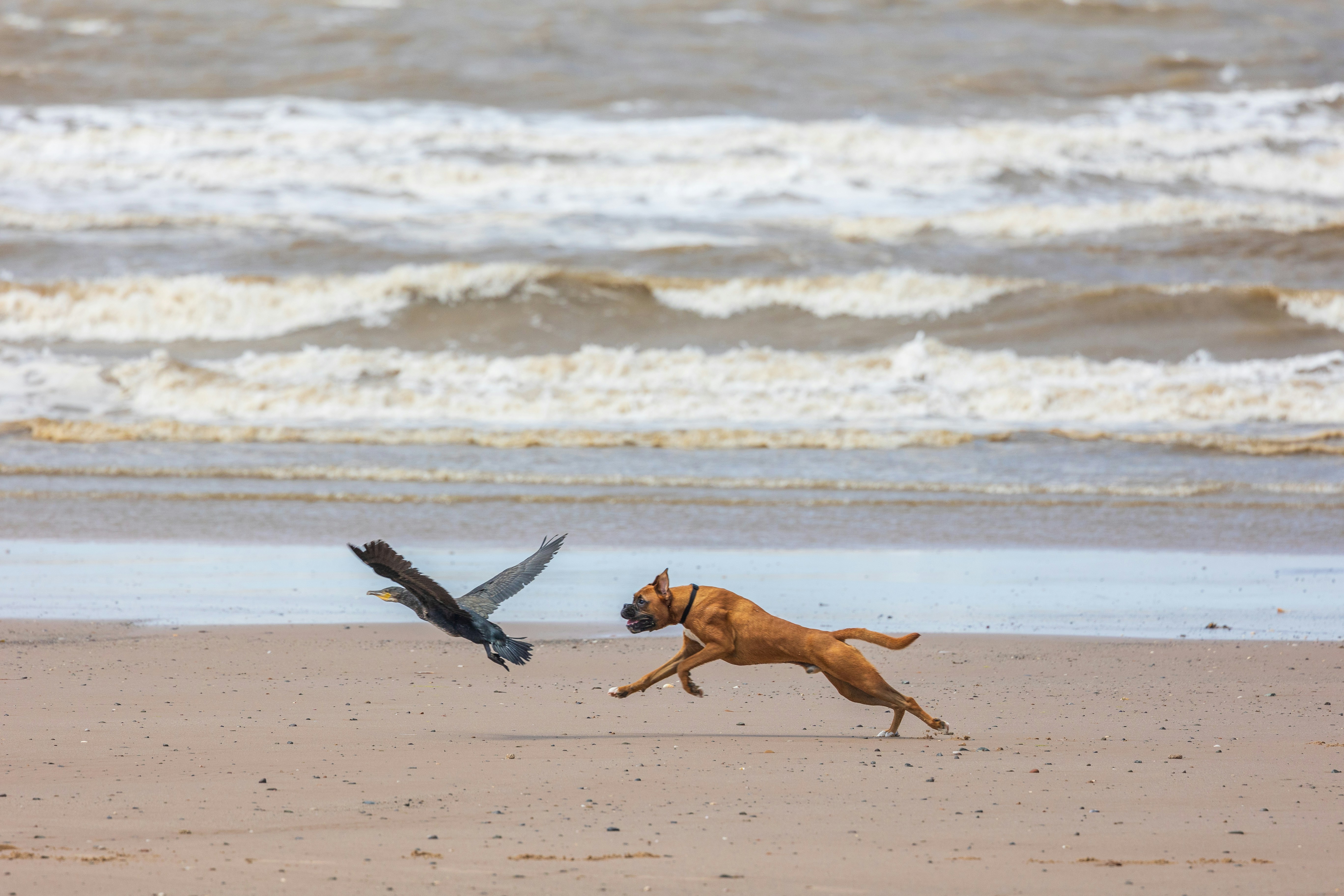 a dog chasing a bird on the beach