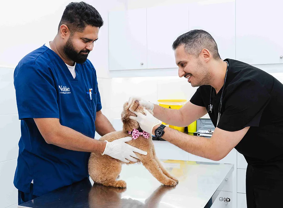 فحص أسنان كلب في المدينة المستدامة