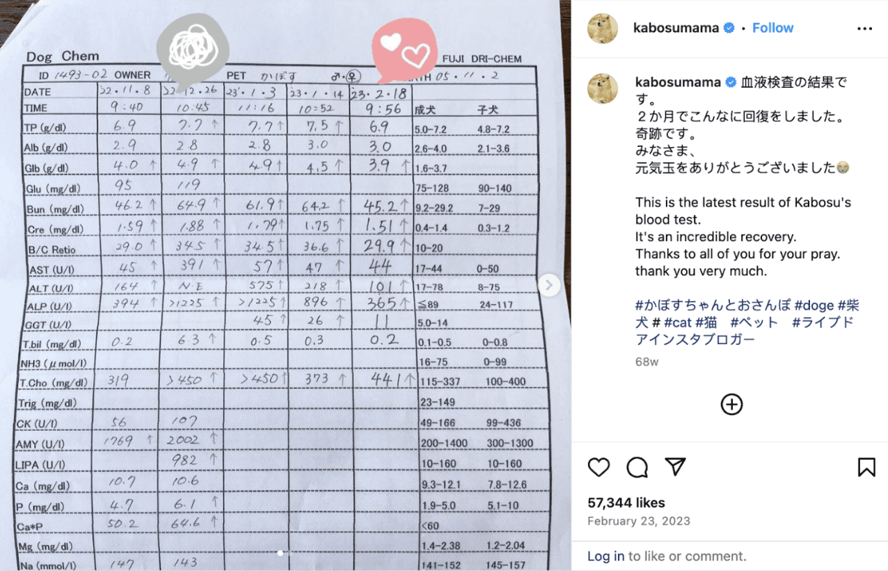Atsuko updates Kabosu’s health by calling her recovery “incredible.”
