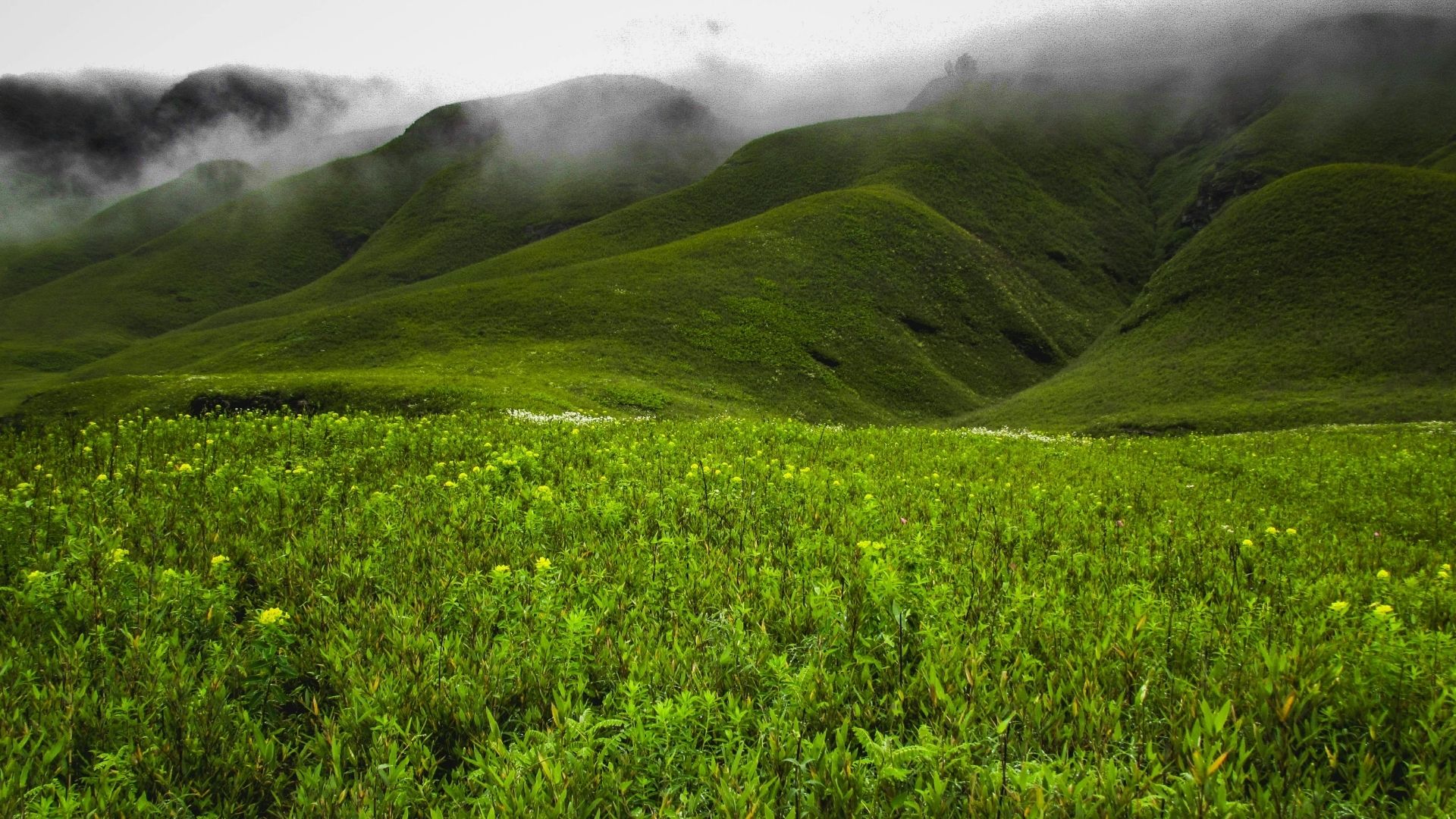 Nagaland - Small but Consistent Output