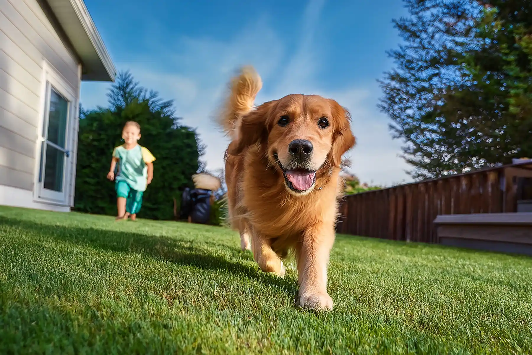 A golden retriever dog and a child running through the back yard of a suburban home