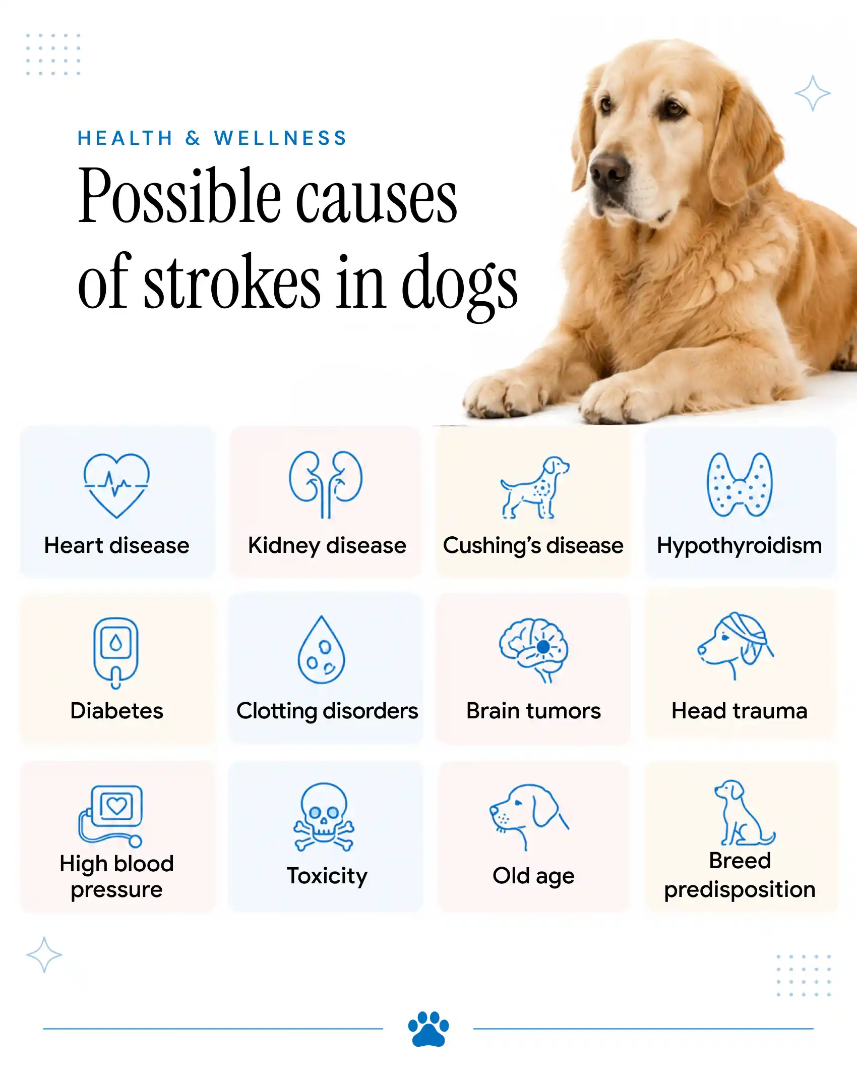 Possible Causes of Strokes in Dogs