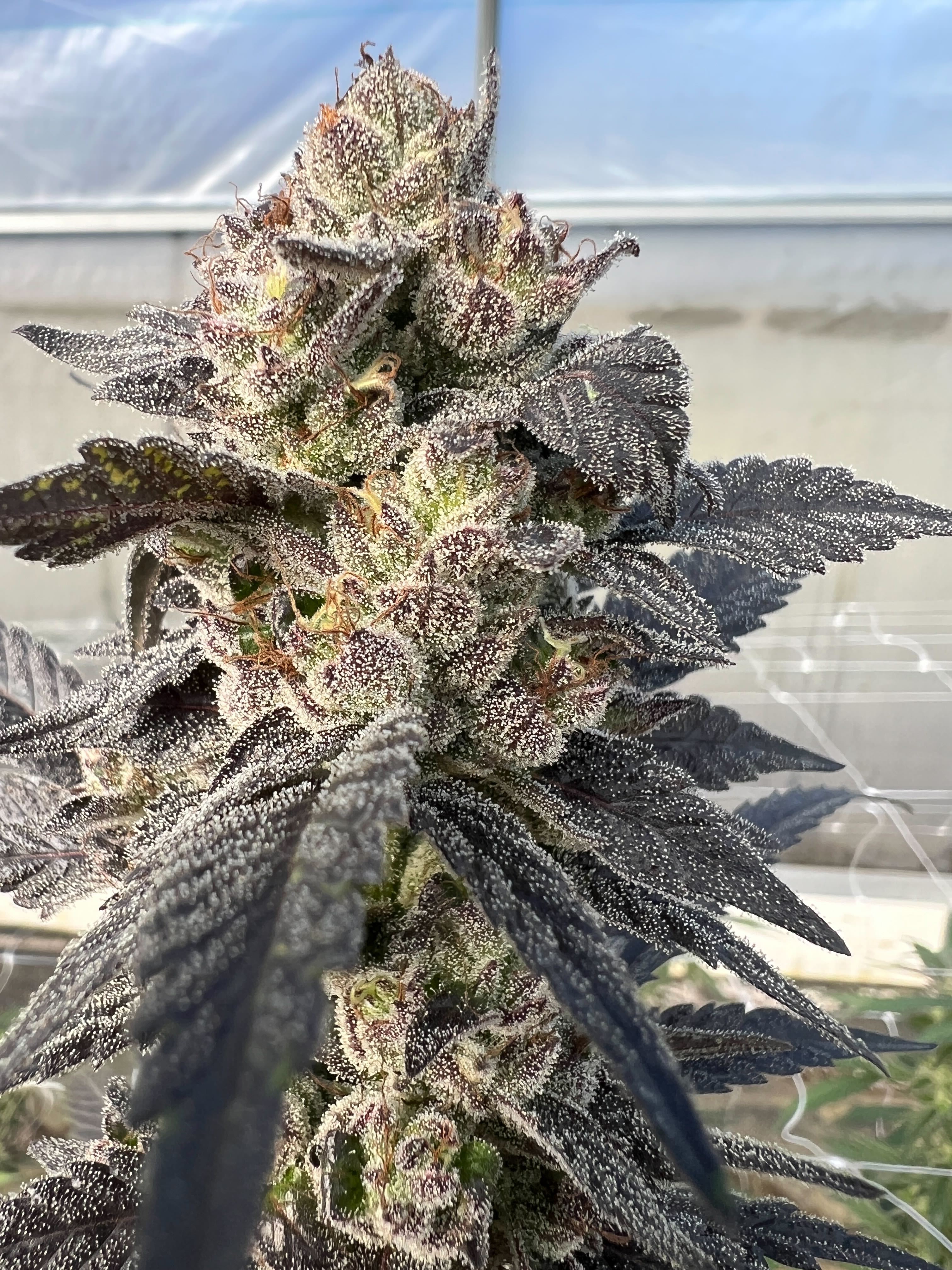 Purple Rocket Pop cannabis flower — Sunkissed Farm, Windsor, Vermont