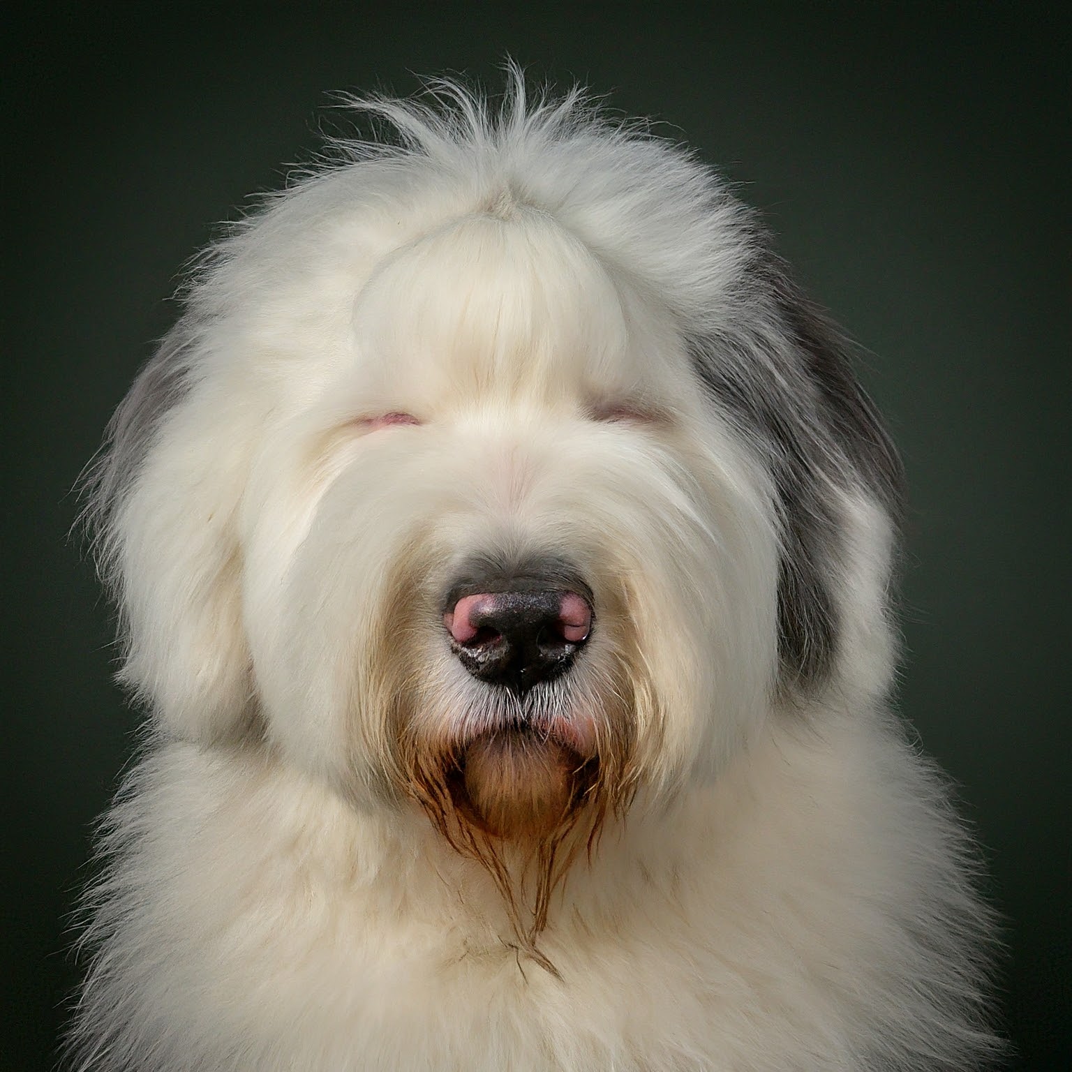 BUDDYUNO, Old English Sheepdog