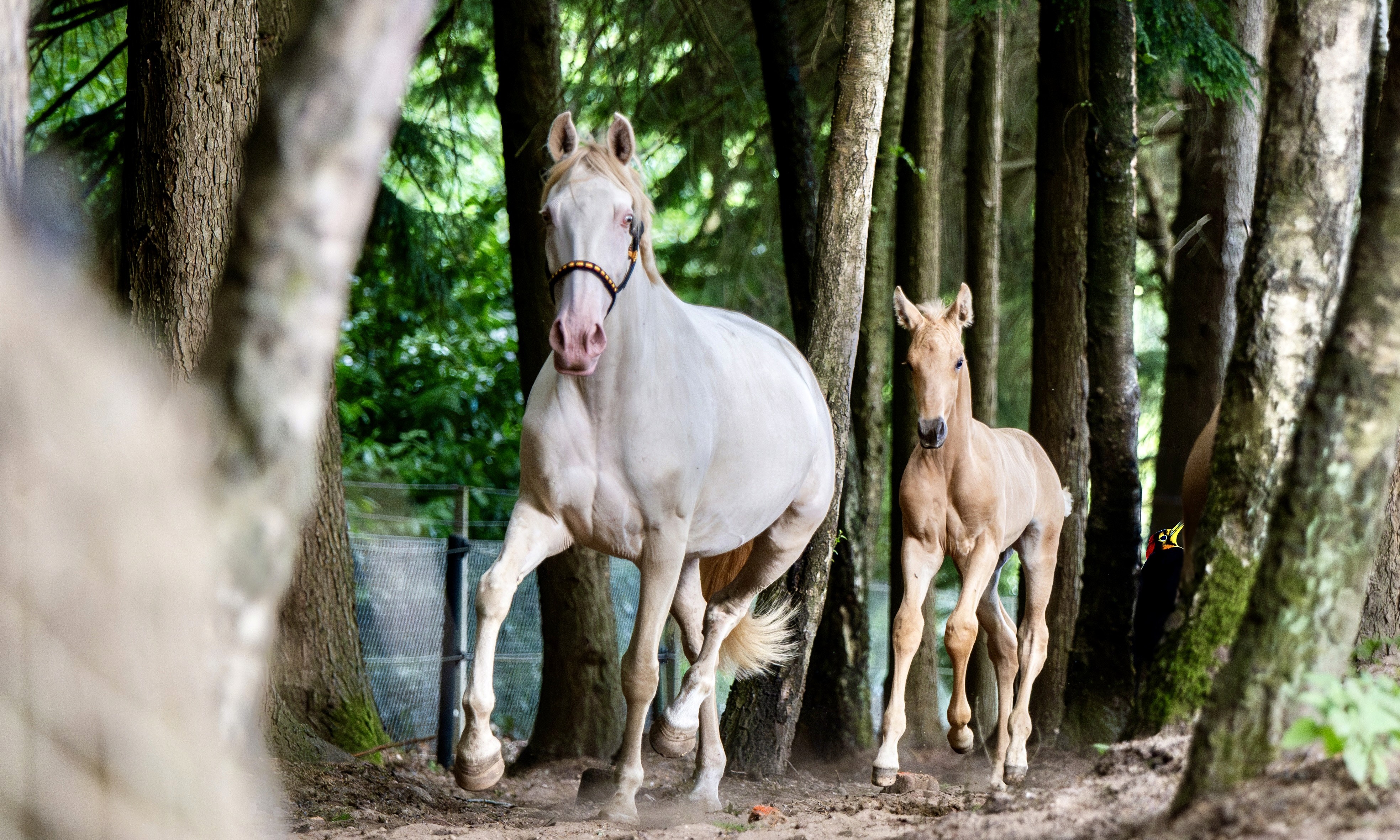 Crossbred foal by McLaren