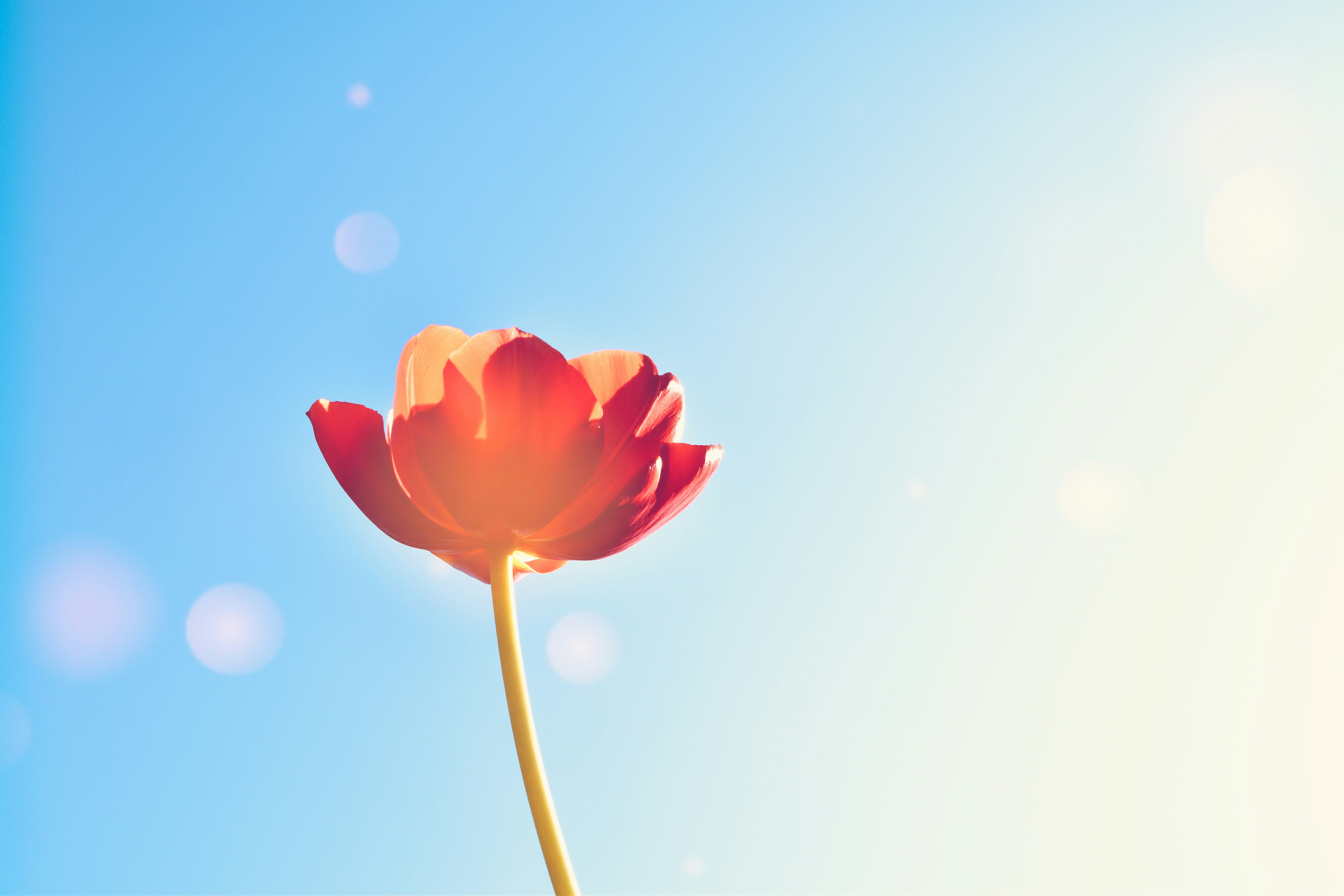 a single red flower with a blue sky in the background