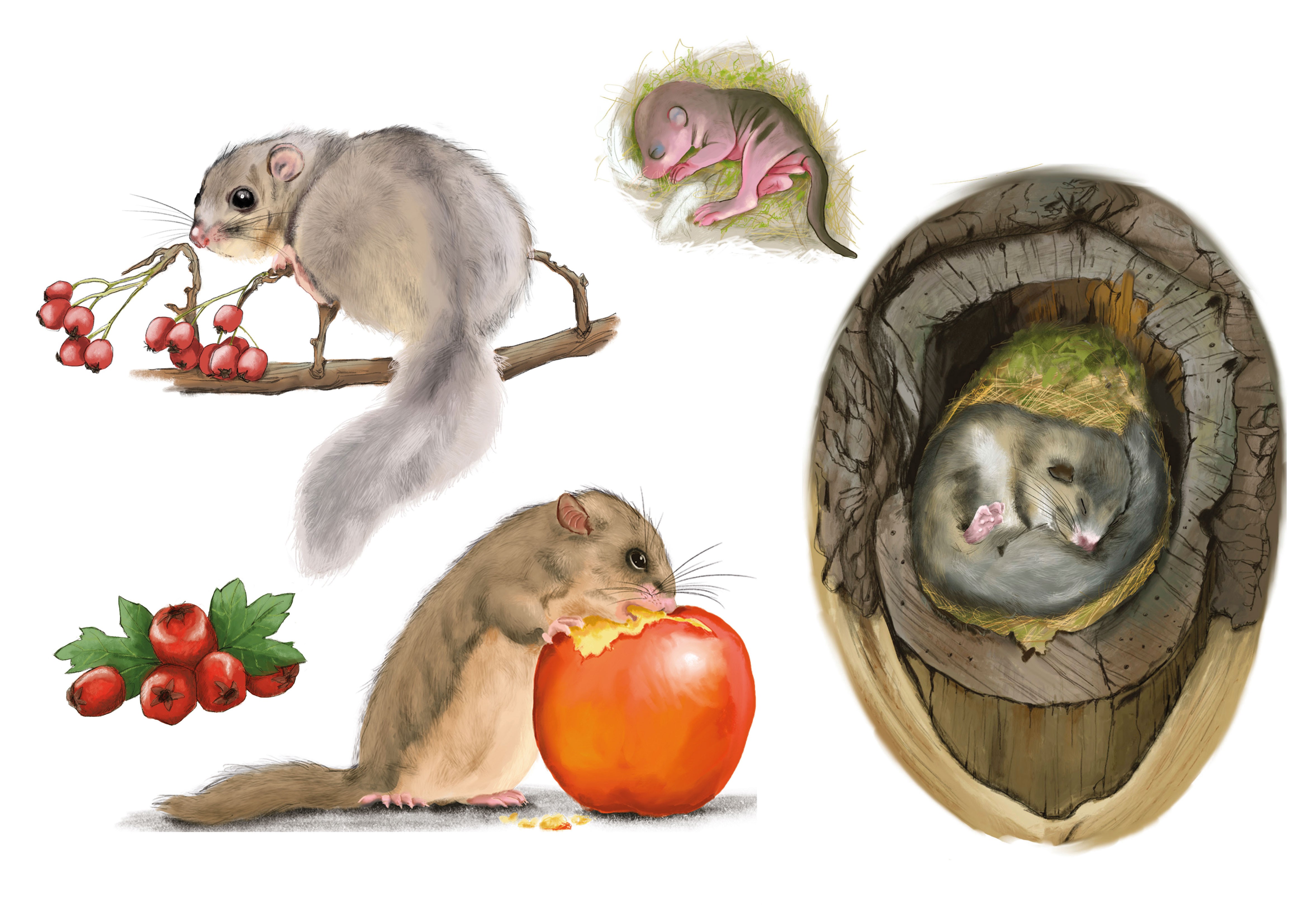 Ein Siebenschläfer in verschiedenen Aktionen. Im Nest, ein Apfel essend, ein Jungtier