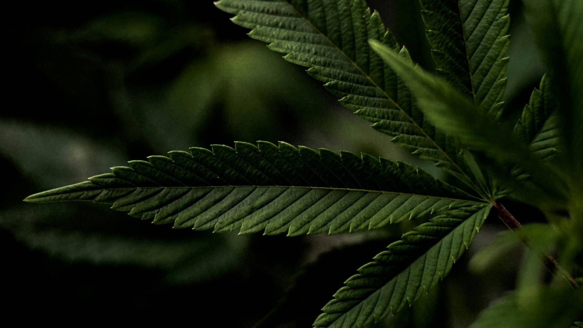 a close up of a green leaf on a plant