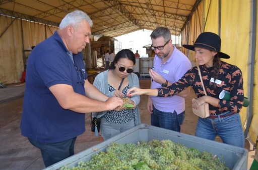 Group of people examining freshly harvested grapes during a winery visit.