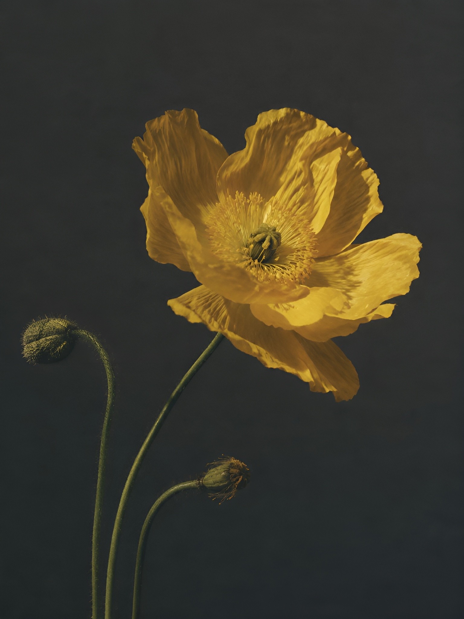 Close-up of a softly lit yellow flower against a near-black background, with delicate petals and subtle textures highlighted through moody studio lighting