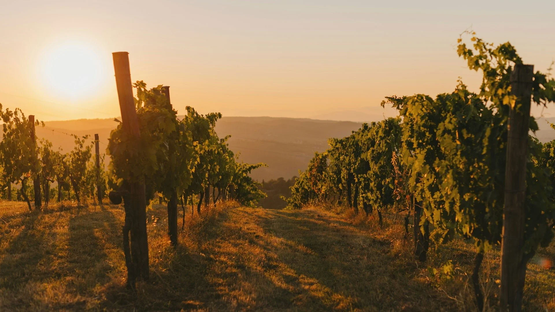 Vineyard rows at sunset over rolling hills, from 'Adventures in wine' for Brown Brothers