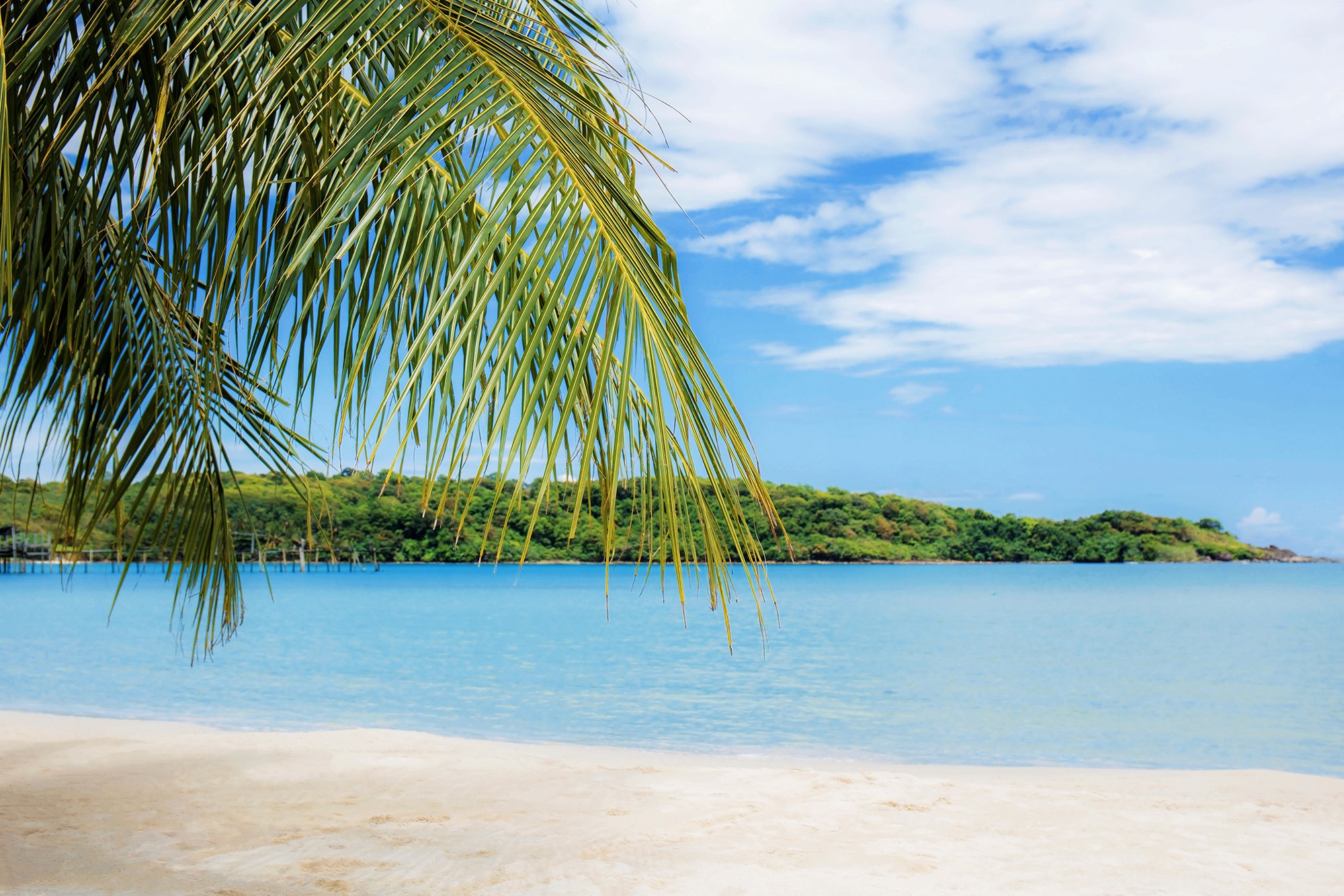 Palmenblätter, mit Strand und Meer und eine schöne Aussicht