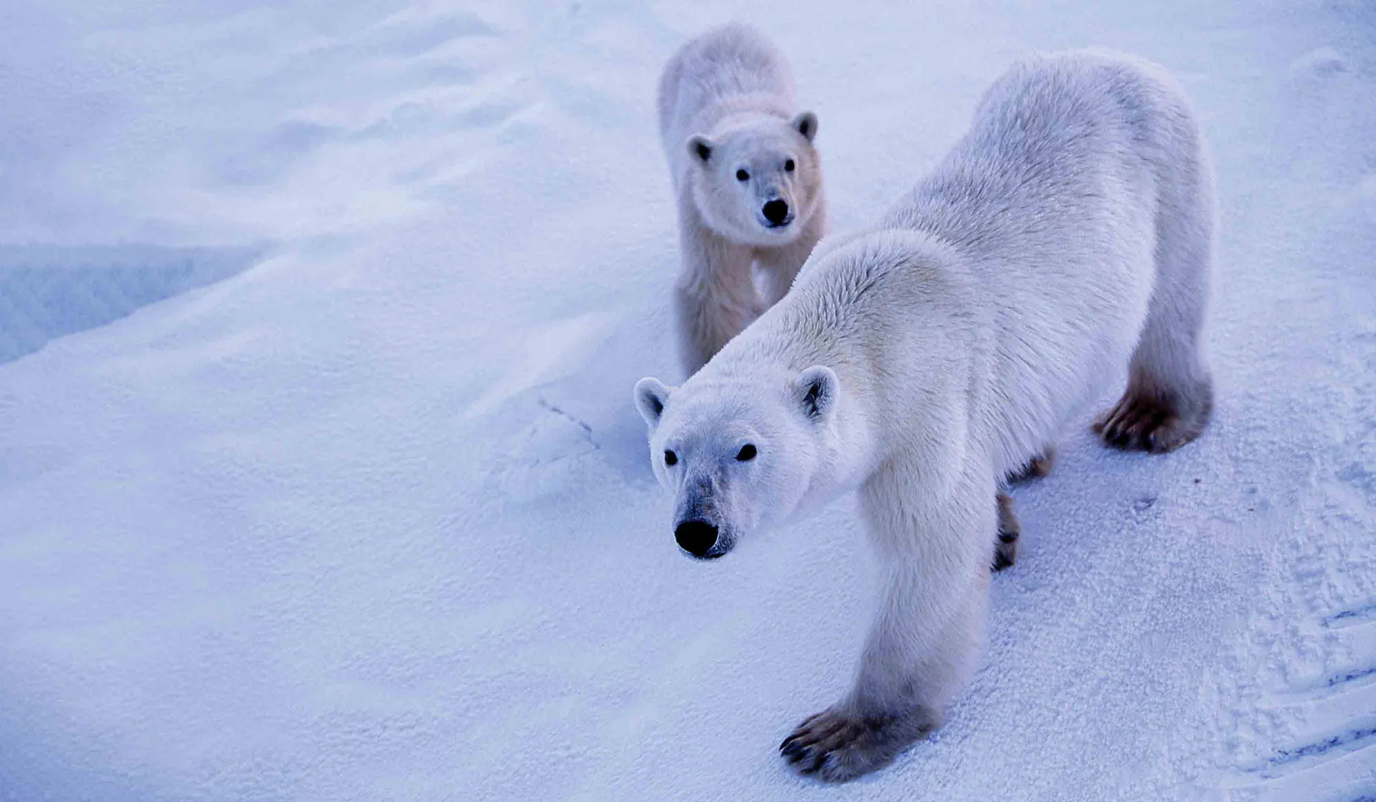 Polar Bear Adventure in Canada