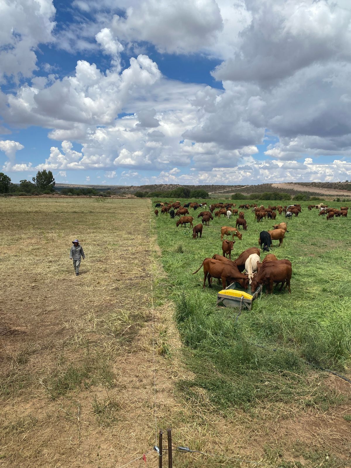 Bertie and Alette: Regenerative farming at Lowerland Farm