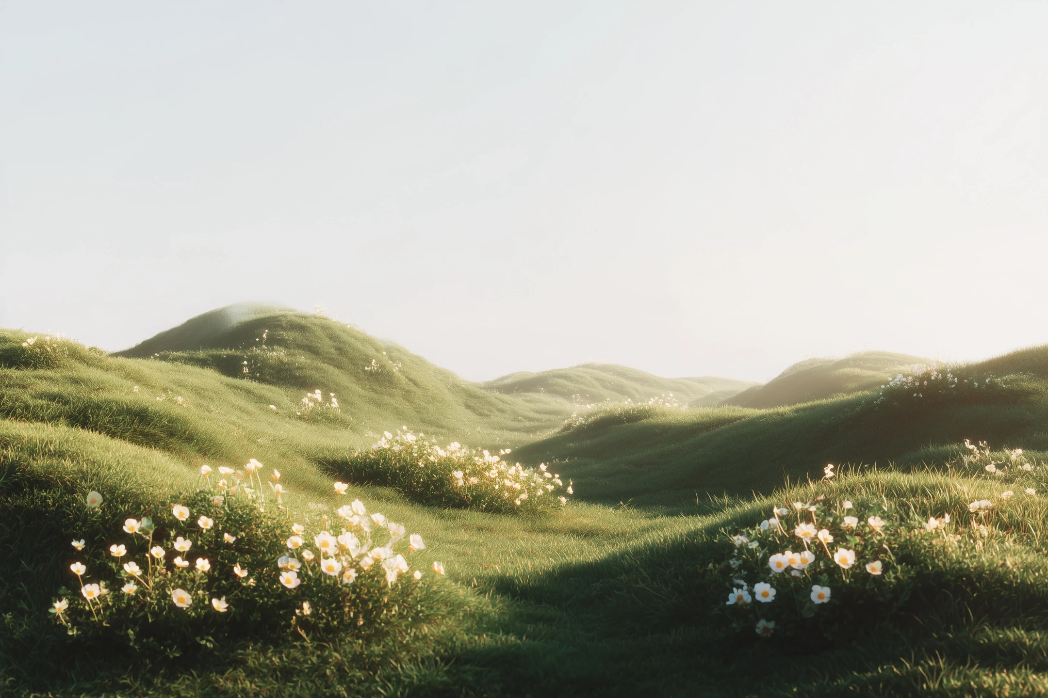 Grassy hills with patches of small white flowers, warm colors and clear sky
