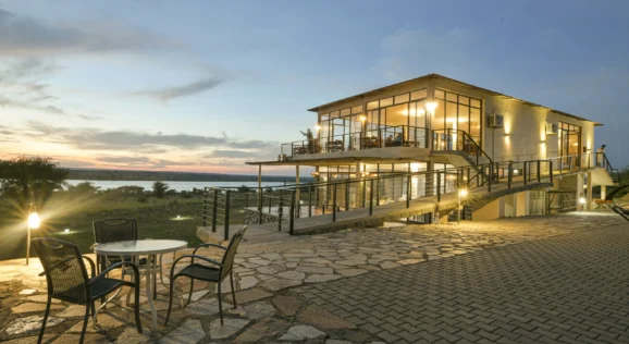 silhouette photo of trees