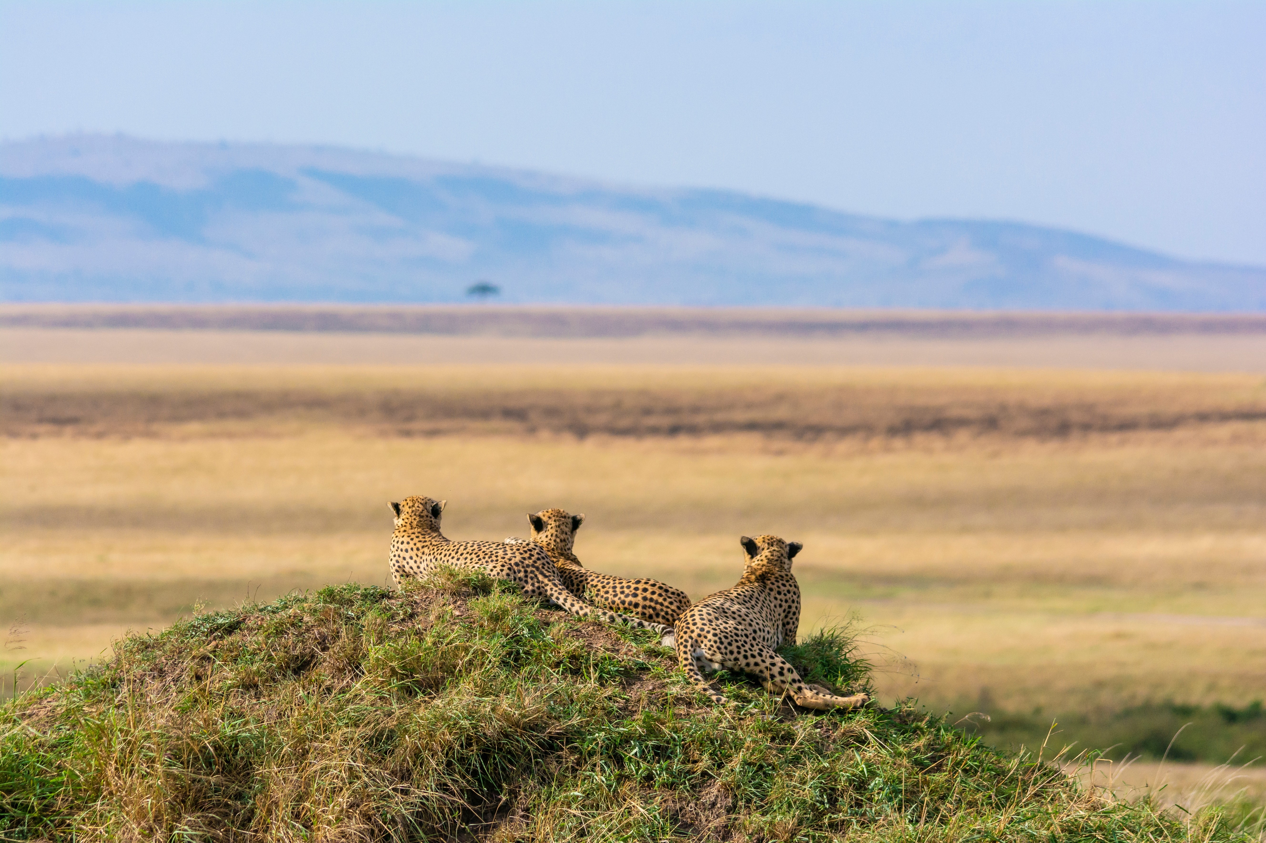 Tanzania