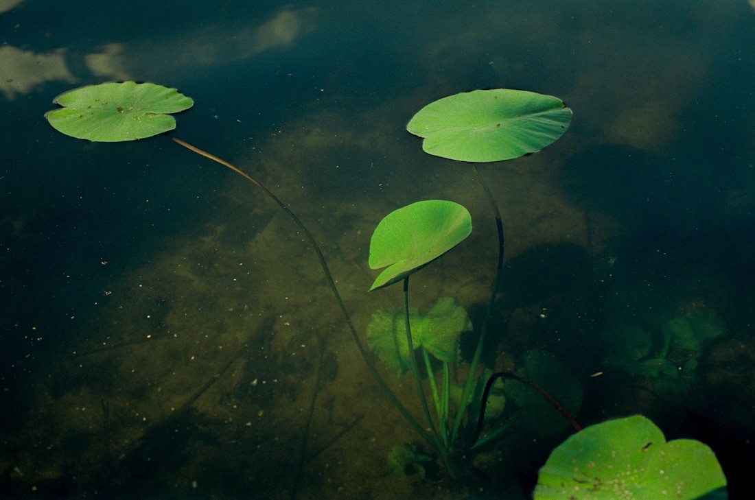 Water plant in a clear lake in Storkow, Germany