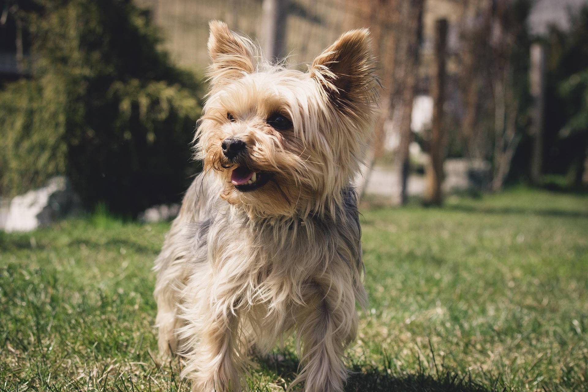 Yorkshire Terrier Diet and Nutrition