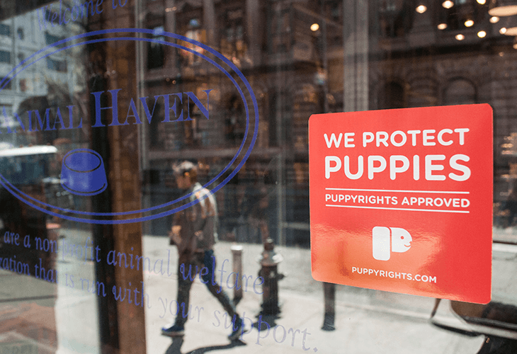 A window displays a red sign reading “WE PROTECT PUPPIES” in white text, with “PUPPYRIGHTS APPROVED” below it. A blue circular logo reading “ANIMAL HAVEN” with a dog bowl icon is visible on the left side of the window. A person walks past the storefront, and a reflection of a building appears in the glass. The sign also includes the website address “PUPPYRIGHTS.COM” at the bottom.