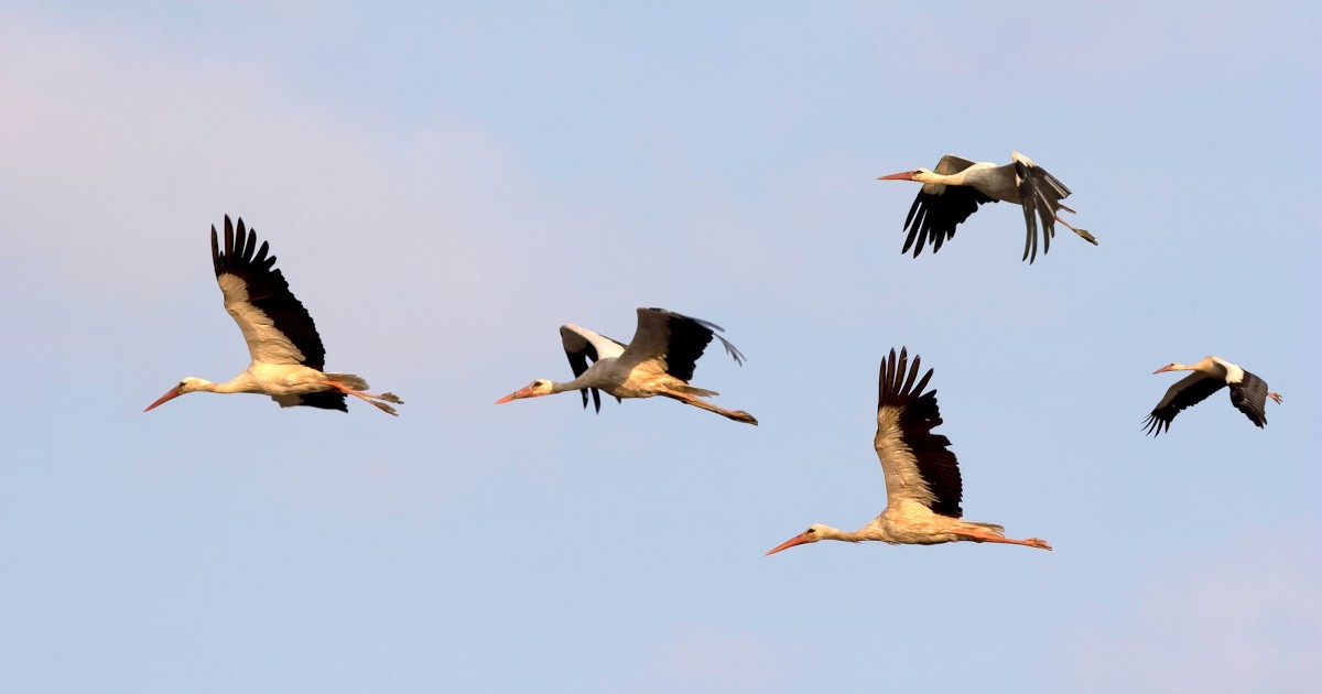 How Scalingo makes migrating from Heroku easy